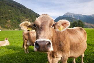 Schüler-Sprachreisen Schweiz